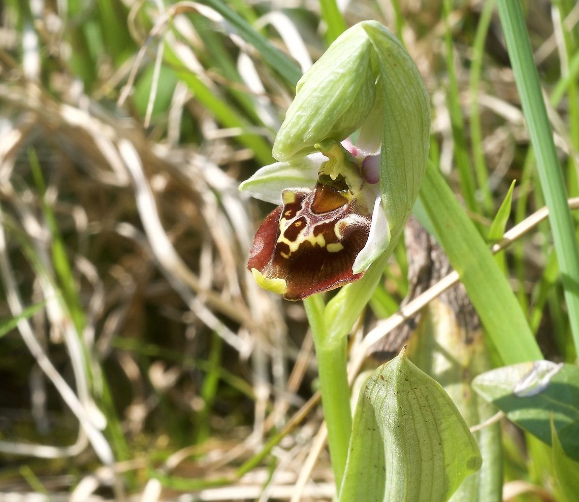 Ophrys holosericea Hummel-Ragwurz The first one this year! Geotagged,Ophrys fuciflora,Spring,Switzerland