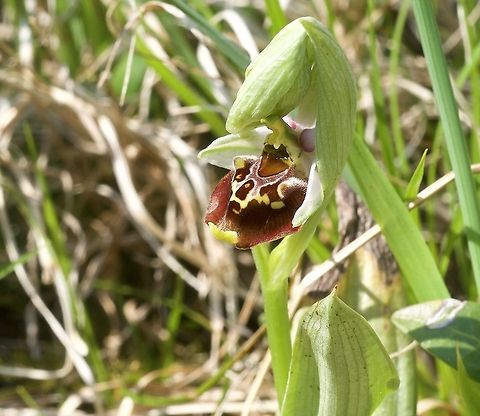 Ophrys holosericea Hummel-Ragwurz The first one this year! Geotagged,Ophrys fuciflora,Spring,Switzerland