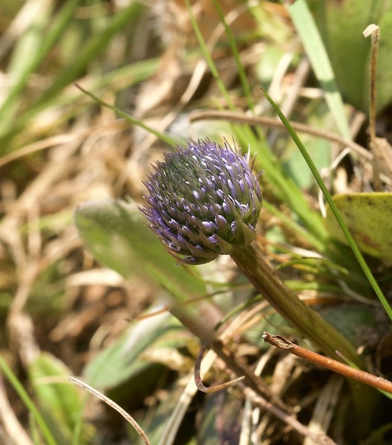Globularia nudicaulis Kugelblume  Geotagged,Globularia nudicaulis,Leafless-stemmed Globularia,Spring,Switzerland