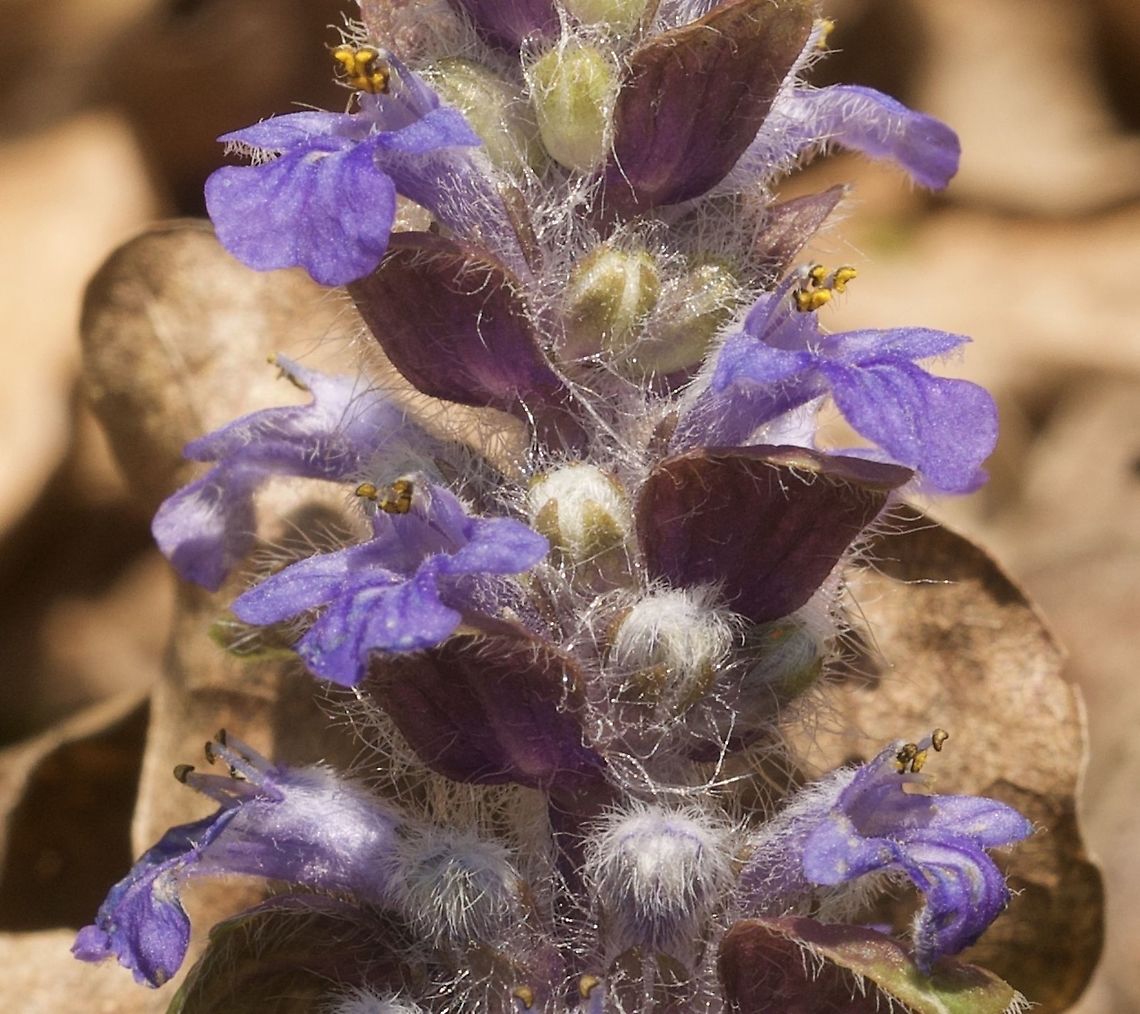 Ajuga reptans Kriechender Günsel The enlargement shows nice details! Ajuga reptans,Common bugle,Geotagged,Spring,Switzerland
