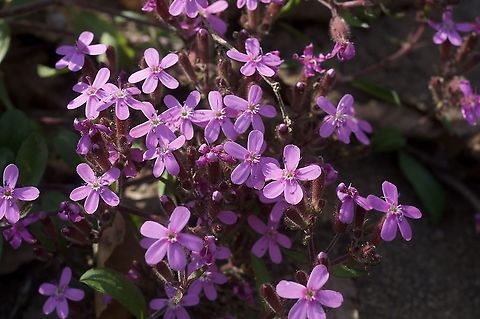 Saponaria ocymoides Rot-Seifenkraut  Geotagged,Saponaria ocymoides,Spring,Switzerland,saponaria ocymoides