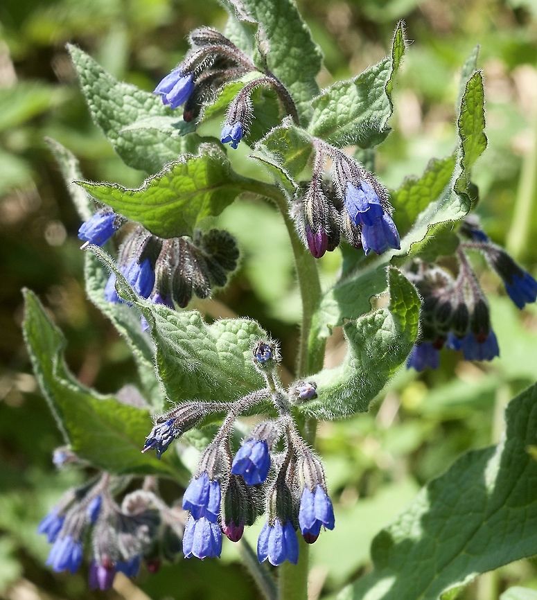 Symphytum x uplandicum Futter Wallwurz  Geotagged,Russian Comfrey,Spring,Switzerland,Symphytum × uplandicum