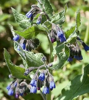 Symphytum x uplandicum Futter Wallwurz  Geotagged,Russian Comfrey,Spring,Switzerland,Symphytum &times; uplandicum
