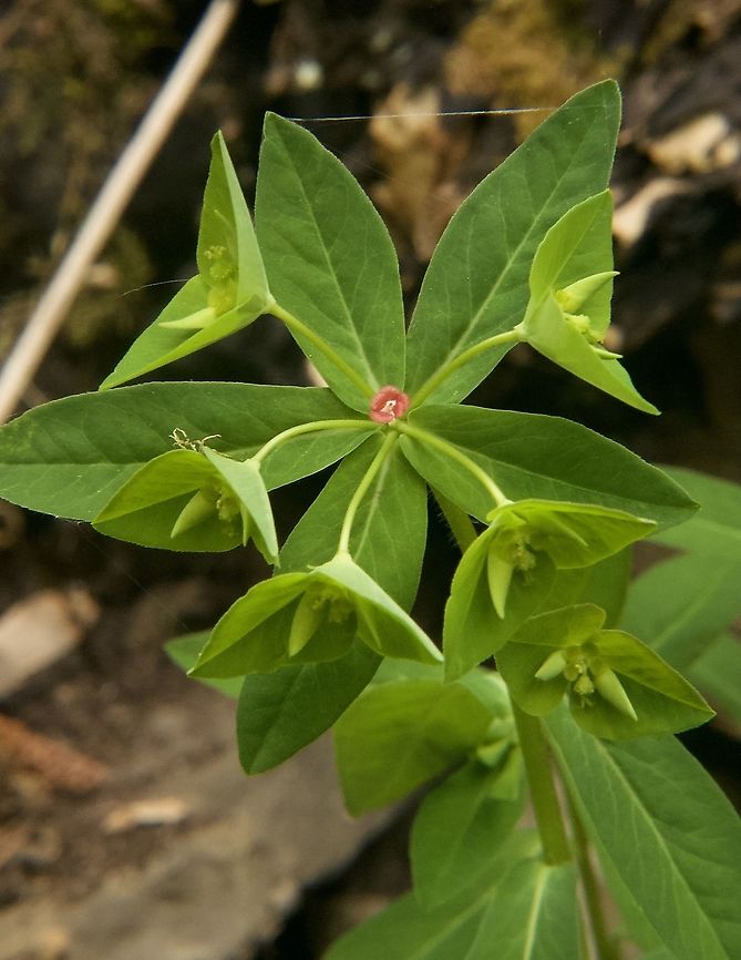 Euphorbia dulcis S&uuml;sse Wolfsmilch  Euphorbia dulcis,Geotagged,Spring,Switzerland