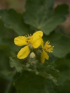 Chelidonium majus Schöllkraut  Chelidonium majus,Geotagged,Greater celandine,Spring,Switzerland