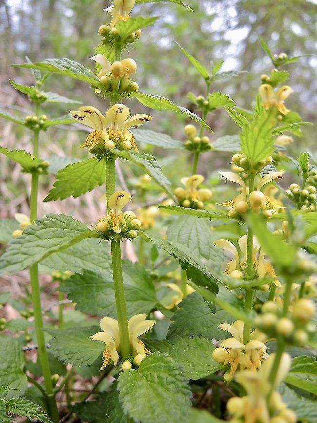 Lamium galeobdolon Gewöhnliche Goldnessel  Geotagged,Lamium galeobdolon,Spring,Switzerland,Yellow Archangel