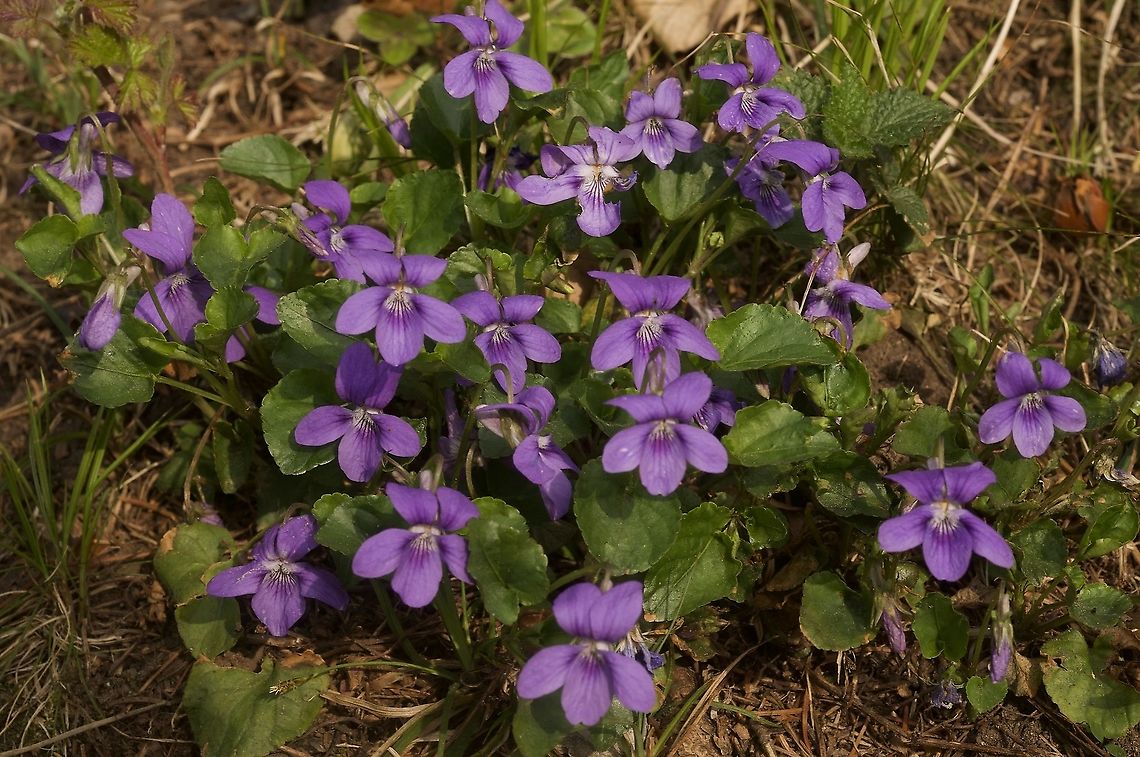 Viola reichenbachiana Wald-Veilchen  Early Dog-violet,Geotagged,Spring,Switzerland,Viola  reichenbachiana