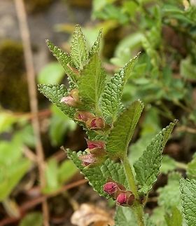 Melittis melissophylum Immenblatt  Bastard balm,Geotagged,Melittis melissophyllum,Spring,Switzerland
