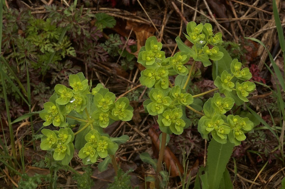 Euphorbia helioscopia Sonnenwend Wolfsmilch  Euphorbia helioscopia,Geotagged,Spring,Switzerland
