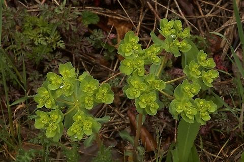 Euphorbia helioscopia Sonnenwend Wolfsmilch  Euphorbia helioscopia,Geotagged,Spring,Switzerland