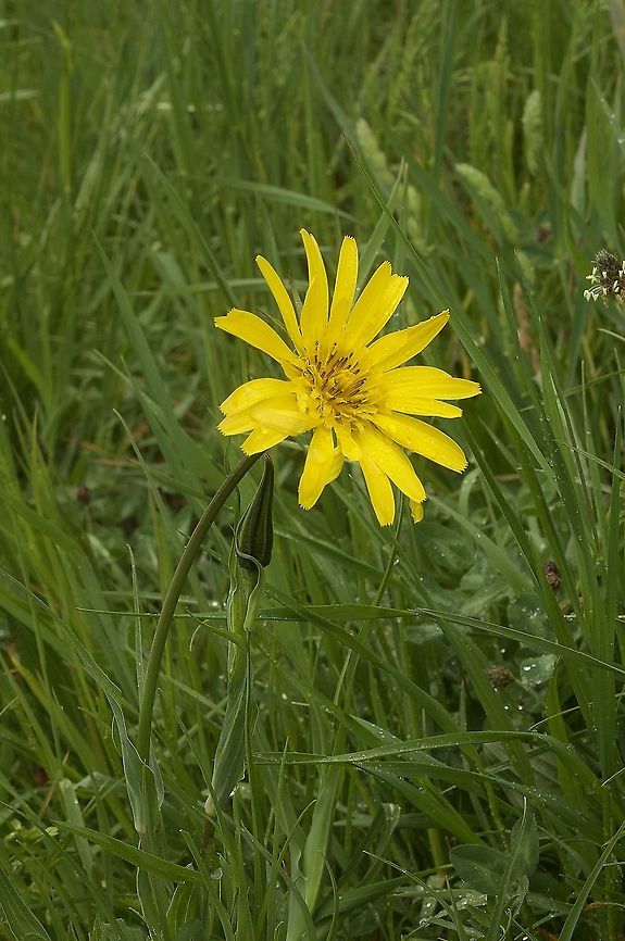 Tragopogon pratensis Wiesen-Bocksbart  Geotagged,Meadow salsify,Spring,Switzerland,Tragopogon pratensis