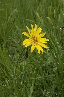 Tragopogon pratensis Wiesen-Bocksbart  Geotagged,Meadow salsify,Spring,Switzerland,Tragopogon pratensis