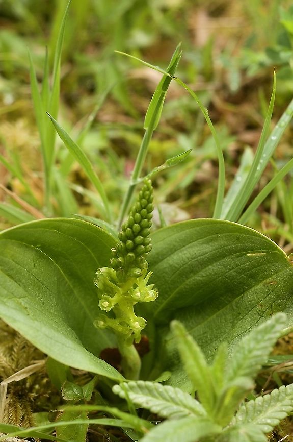 Listera ovata Grosses Zweiblatt First flowers open, but resupination has to take place, each flower rotates 180 degrees! Common Twayblade,Geotagged,Neottia ovata,Spring,Switzerland