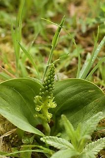 Listera ovata Grosses Zweiblatt First flowers open, but resupination has to take place, each flower rotates 180 degrees! Common Twayblade,Geotagged,Neottia ovata,Spring,Switzerland