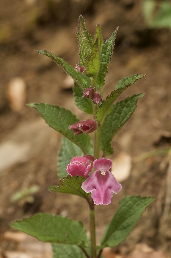 Melittis melissophylum L. Immenblatt  Bastard balm,Geotagged,Melittis melissophyllum,Spring,Switzerland