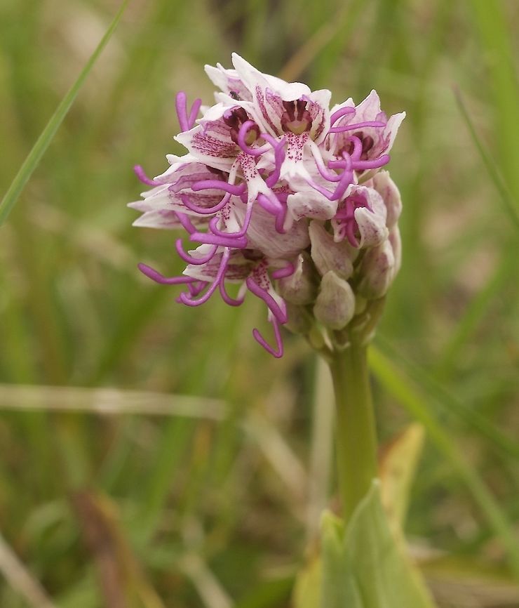 Orchis simia Affenorchis The flowers opens from bottom downwards! Geotagged,Monkey orchid,Orchis simia,Spring,Switzerland