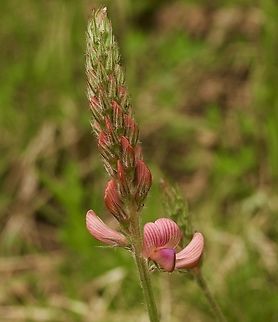 Onobrychis viciifolia Saat-Esparsette Common sainfoin,Geotagged,Onobrychis viciifolia,Spring,Switzerland