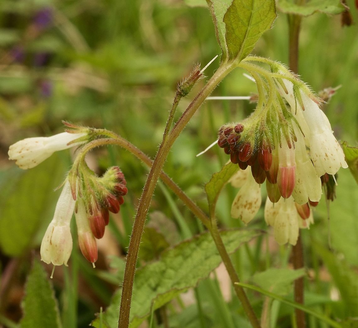 Symphytum grandiflorum  Grossblütiger Wallwurz  Creeping Comfrey,Geotagged,Spring,Switzerland,Symphytum grandiflorum