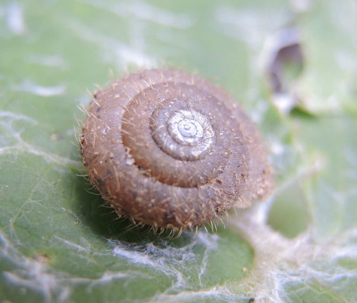 Isognomostoma isognomostomos Maskenschnecke  Geotagged,Isognomostoma isognomostomos,Spring,Switzerland