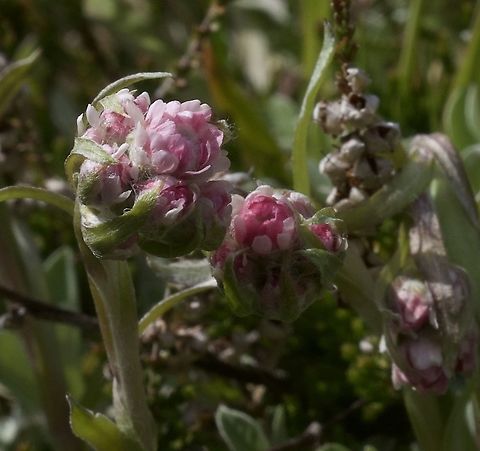 Antennaria dioica Katzenpfötchen (makro) Antennaria dioica,Geotagged,Spring,Switzerland