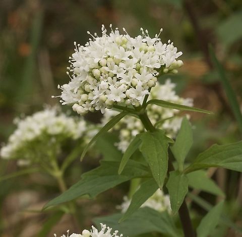 Valeriana tripteris Dreiblatt-Baldrian  Geotagged,Spring,Switzerland,Three-leaved Valerian,Valeriana tripteris
