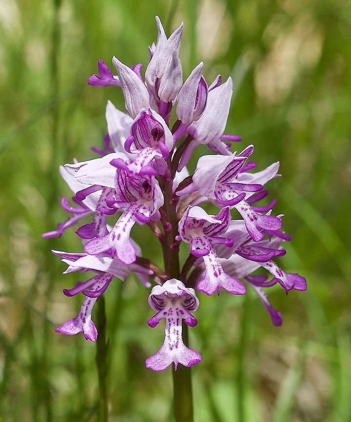 Orchis militaris Helmorchis  Geotagged,Military orchid,Orchis militaris,Spring,Switzerland