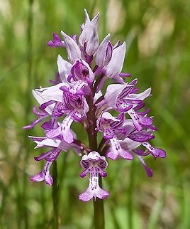 Orchis militaris Helmorchis  Geotagged,Military orchid,Orchis militaris,Spring,Switzerland