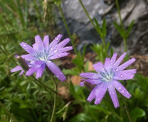 Lactuca perennis Blauer Lattich  Geotagged,Lactuca perennis,Mountain lettuce,Spring,Switzerland