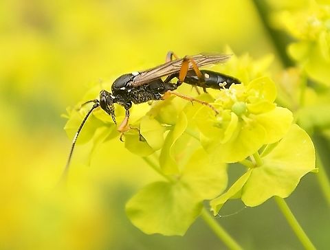 Diphyus quadripunctorius  Geotagged,Polistes chinensis,Spring,Switzerland