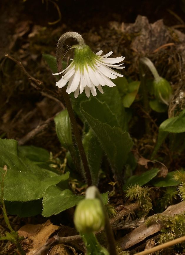 Aster bellidiastrum Alpenmasslieb Aster bellidiastrum,Geotagged,Spring,Switzerland