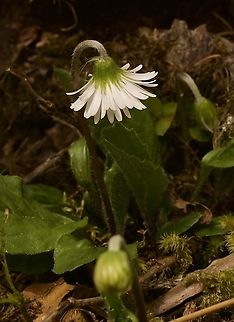 Aster bellidiastrum Alpenmasslieb Aster bellidiastrum,Geotagged,Spring,Switzerland