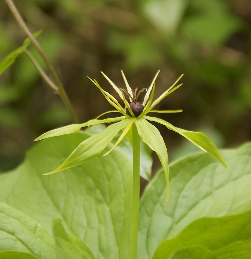 Paris quadrifolia Vierbl&auml;ttrige Einbeere  Geotagged,Paris quadrifolia,Spring,Switzerland,True lover's knot
