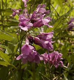 Cardamine pentaphyllos Fingerblättrige Zahnwurz Cardamine pentaphyllos,Geotagged,Spring,Switzerland