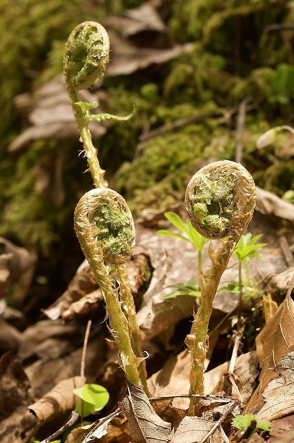 Dryopteris filix-mas Wurmfarn  Dryopteris filix-mas,Geotagged,Spring,Switzerland