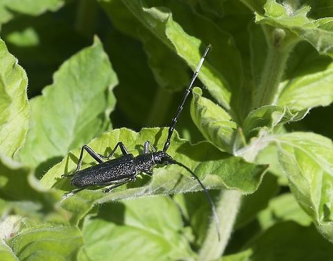 Cerambyx scopolii  Kleiner Eichenbock I didn't have much time, a snapshot!
 Cerambyx scopolii,Geotagged,Spring,Switzerland