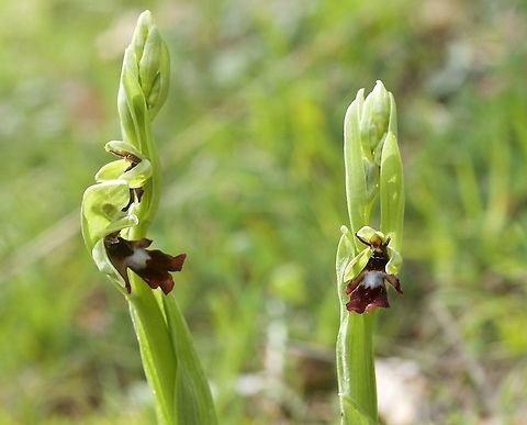 Ophrys insectifera Fliegen-Ragwurz  Geotagged,Ophrys in,Ophrys insectifera,Spring,Switzerland
