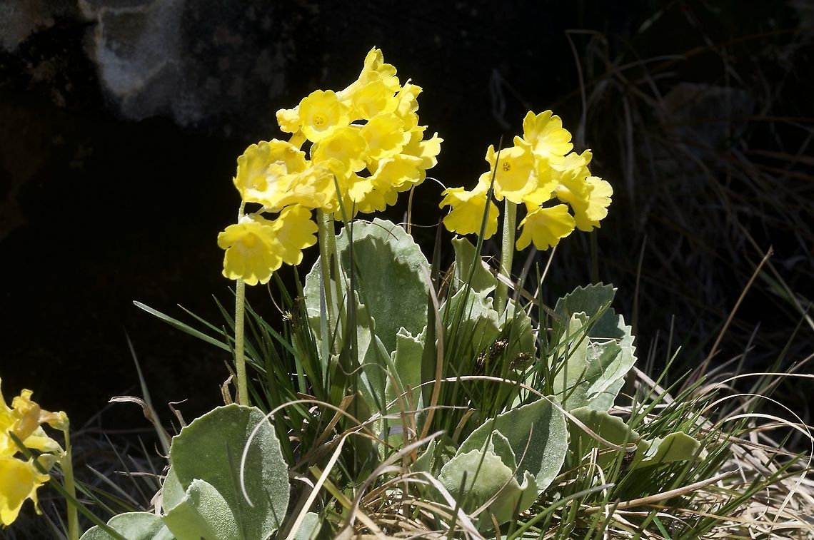 Primula auricula Aurikel  Geotagged,Primula auricula,Spring,Switzerland