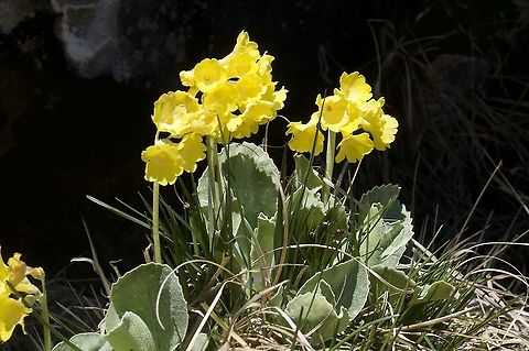 Primula auricula Aurikel Geotagged,Primula auricula,Spring,Switzerland