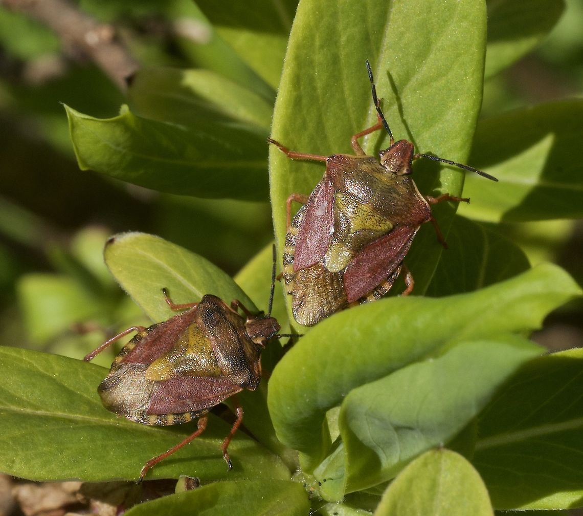 Carpocoris purpureipennis  Purpur-Fruchtwanze  Carpocoris purpureipennis,Geotagged,Spring,Switzerland