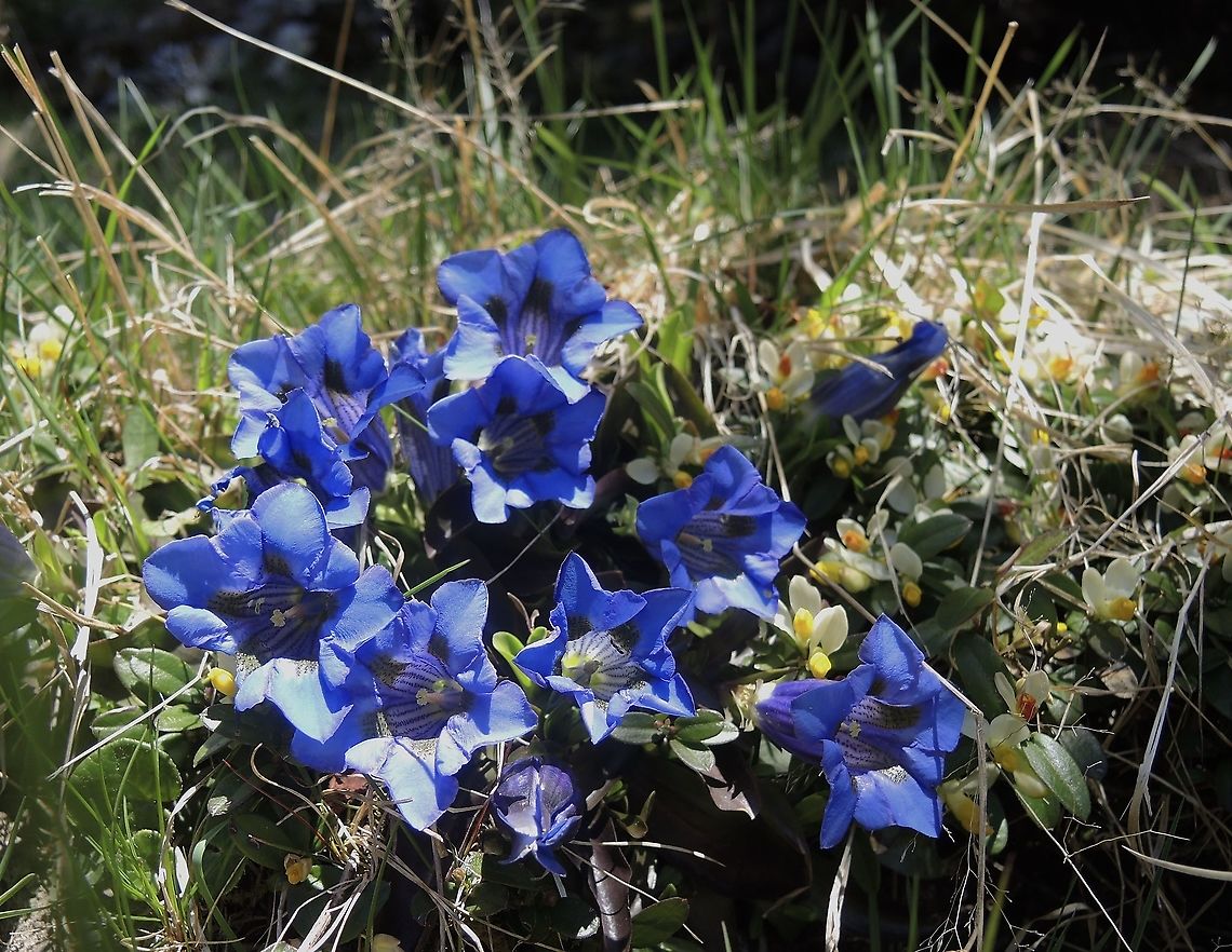 Gentiana acaulis Silikat-Glocken-Enzian  Gentiana acaulis,Geotagged,Spring,Switzerland