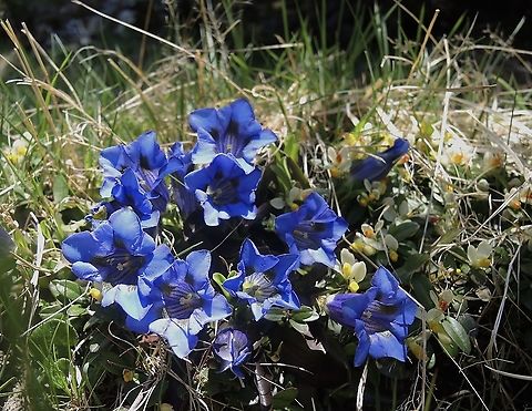 Gentiana acaulis Silikat-Glocken-Enzian  Gentiana acaulis,Geotagged,Spring,Switzerland