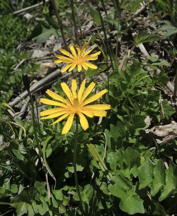 Aposeris foetida Hainlattich  Aposeris,Aposeris foetida,Geotagged,Spring,Switzerland