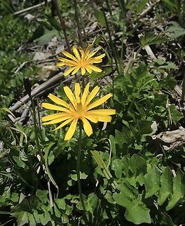Aposeris foetida Hainlattich Aposeris,Aposeris foetida,Geotagged,Spring,Switzerland