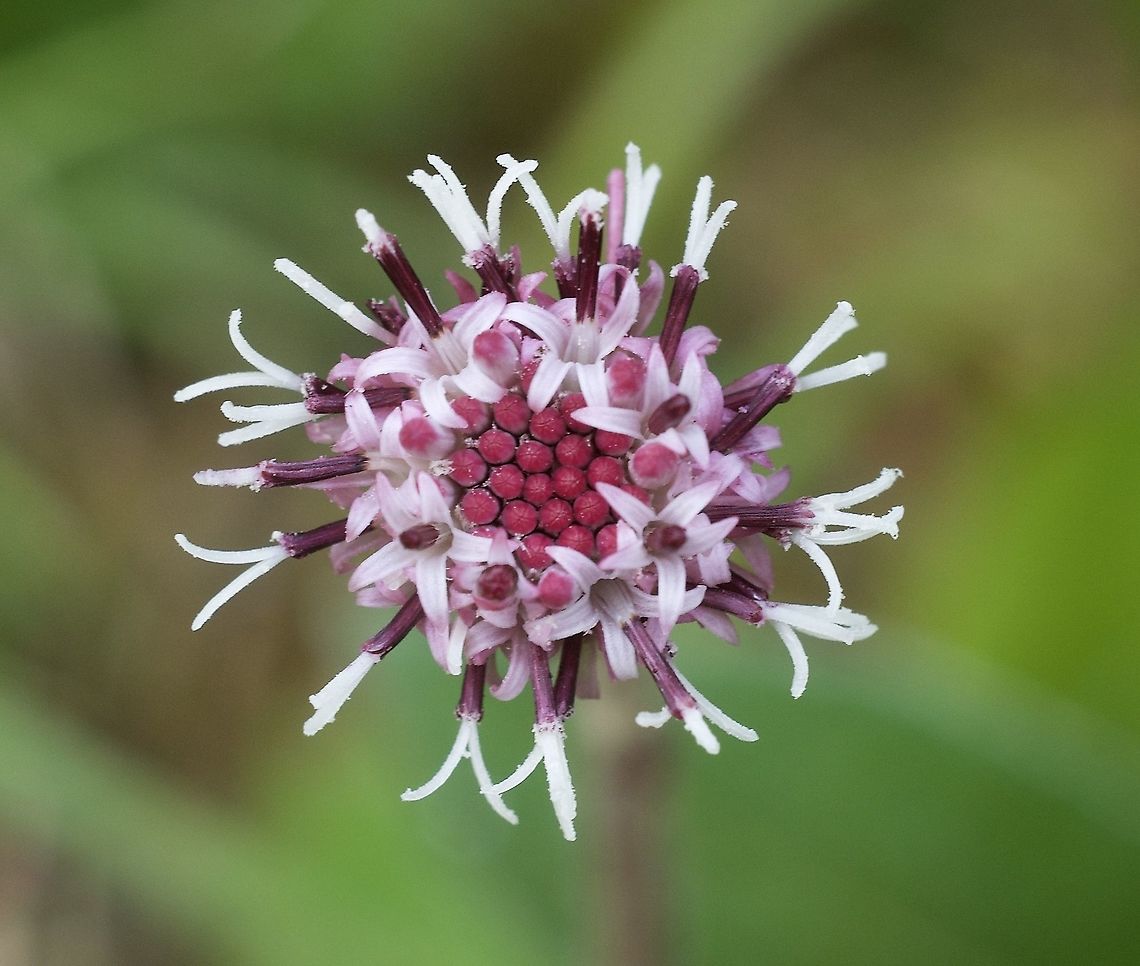 Homogyne alpina Alpen Brand-Lattich  Geotagged,Homogyne alpina,Spring,Switzerland