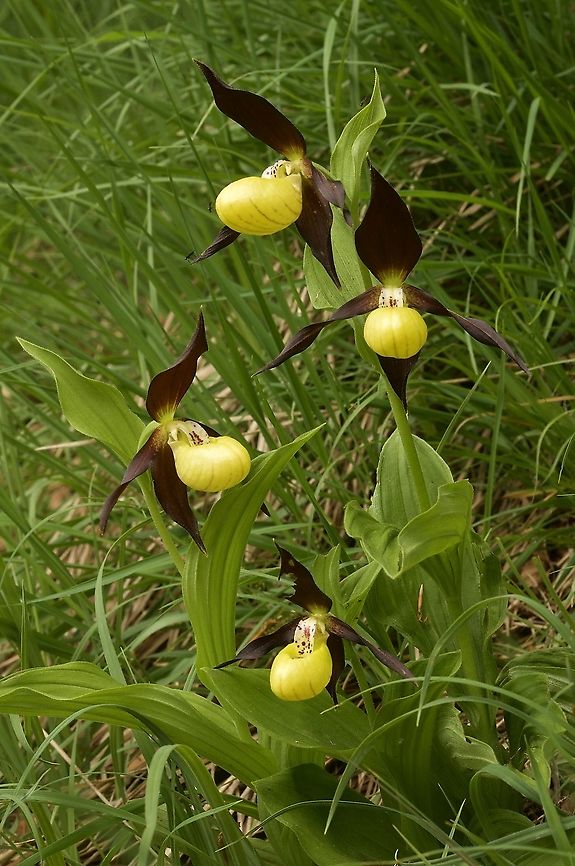 Cypripedium calceolus Frauenschuh a highlight in the orchid year Cypripedium calceolus,Geotagged,Spring,Switzerland