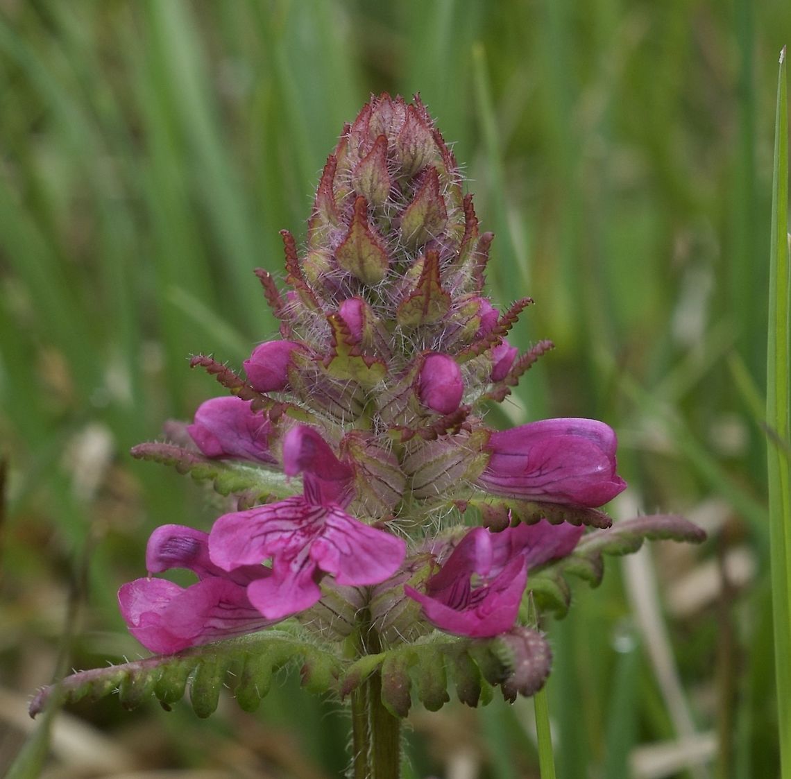 Pedicularis verticillata Quirlblättriges Läusekraut  Geotagged,Pedicularis verticillata,Pedicularis vetrticillata,Spring,Switzerland