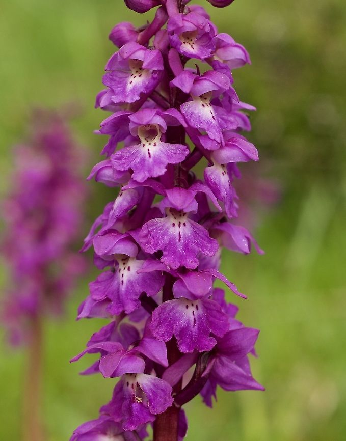 Orchis mascula  Stattliches Knabenkraut  Early-purple orchid,Geotagged,Orchis mascula,Spring,Switzerland