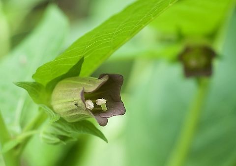 Atropa bella-donna L. Tollkirsche  Atropa belladonna,Geotagged,Spring,Switzerland