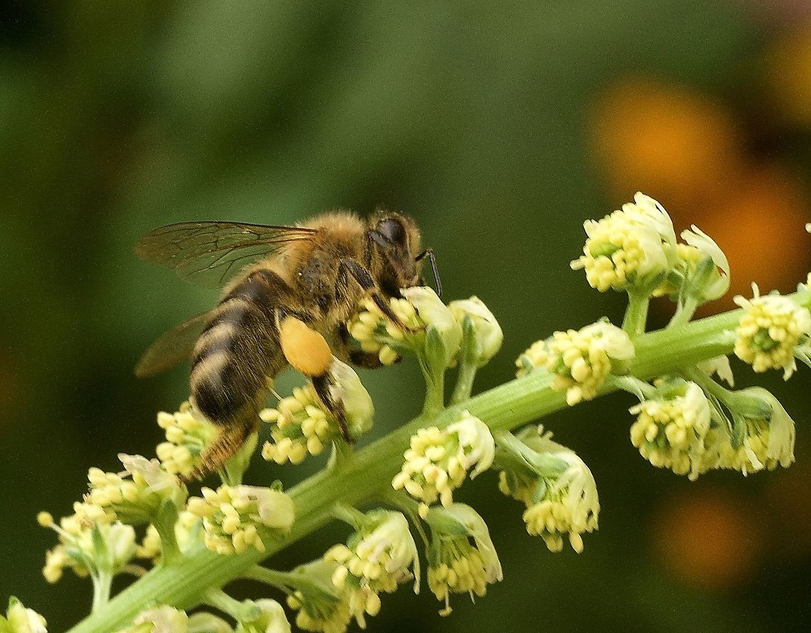 Honeybee Apis on Reseda luteola Färber-Reseda  Dyer's rocket,Geotagged,Reseda lutea,Reseda luteola,Spring,Switzerland,Yellow mignonette