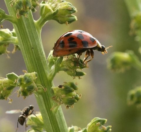 Coccinellidae Marienkäfer on Reseda luteola Which kind? Geotagged,Harmonia axyridis,Spring,Switzerland